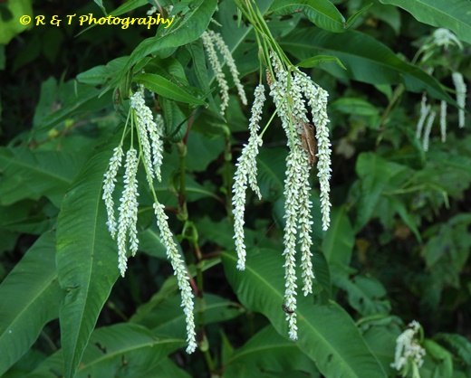 {Persicaria lapathifolia}